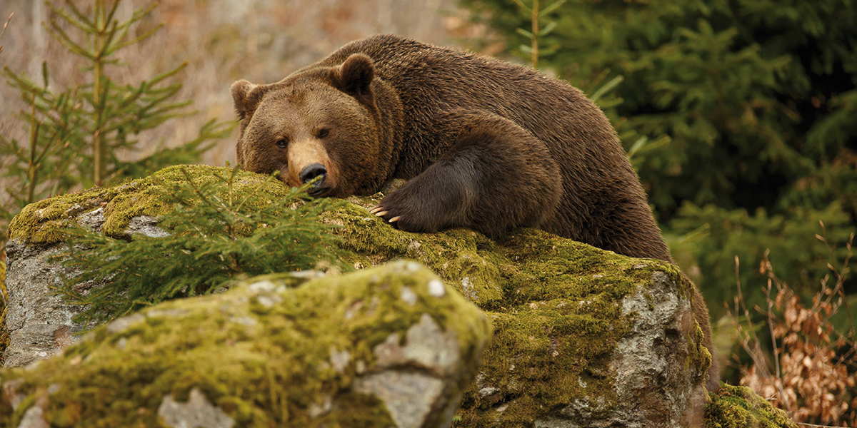 Les ours hibernent-ils ? - Le Monde des Animaux