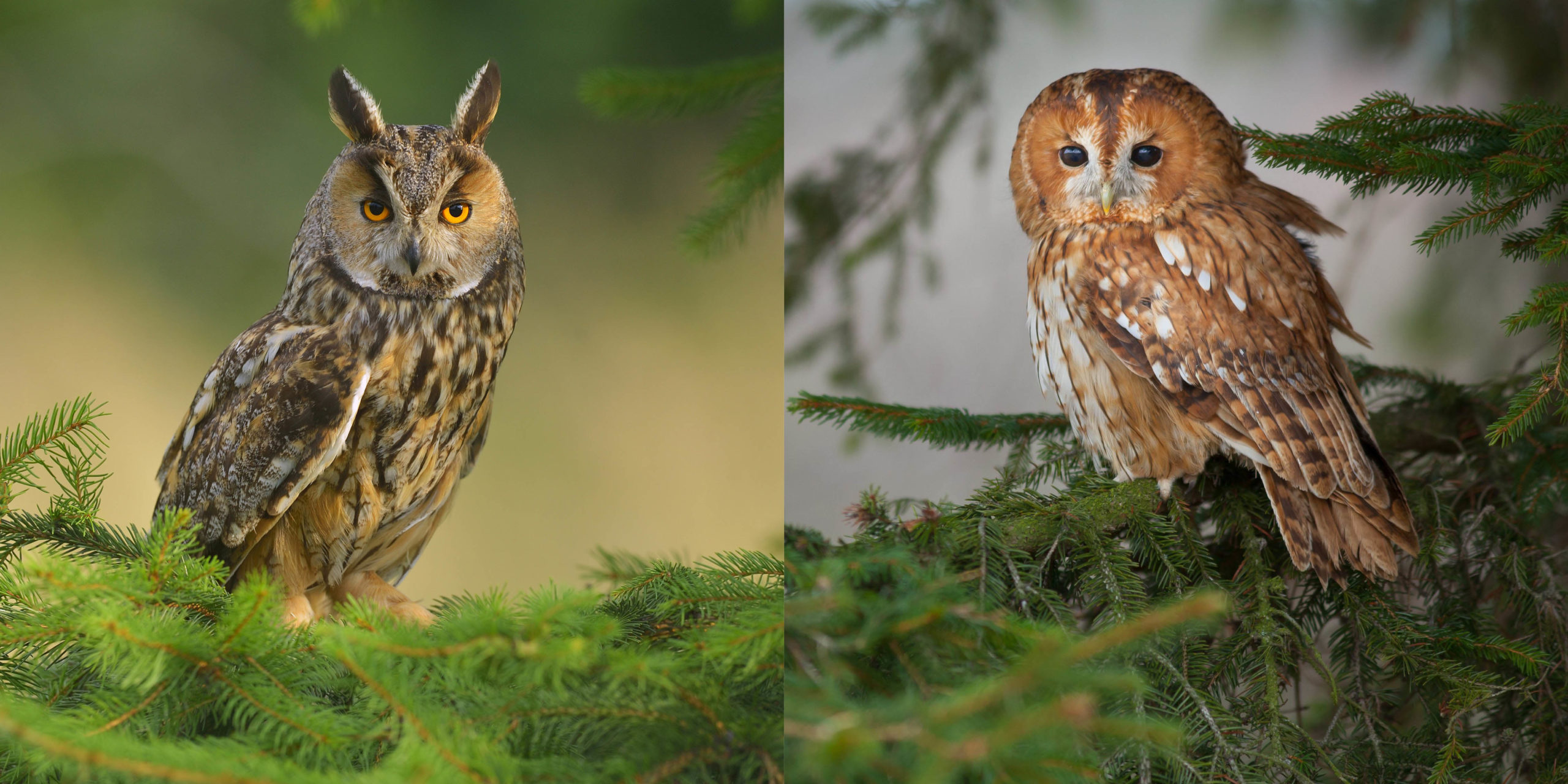 Hibou Ou Chouette Le Monde Des Animaux Hibou Ou Chouette Le Monde Des Animaux