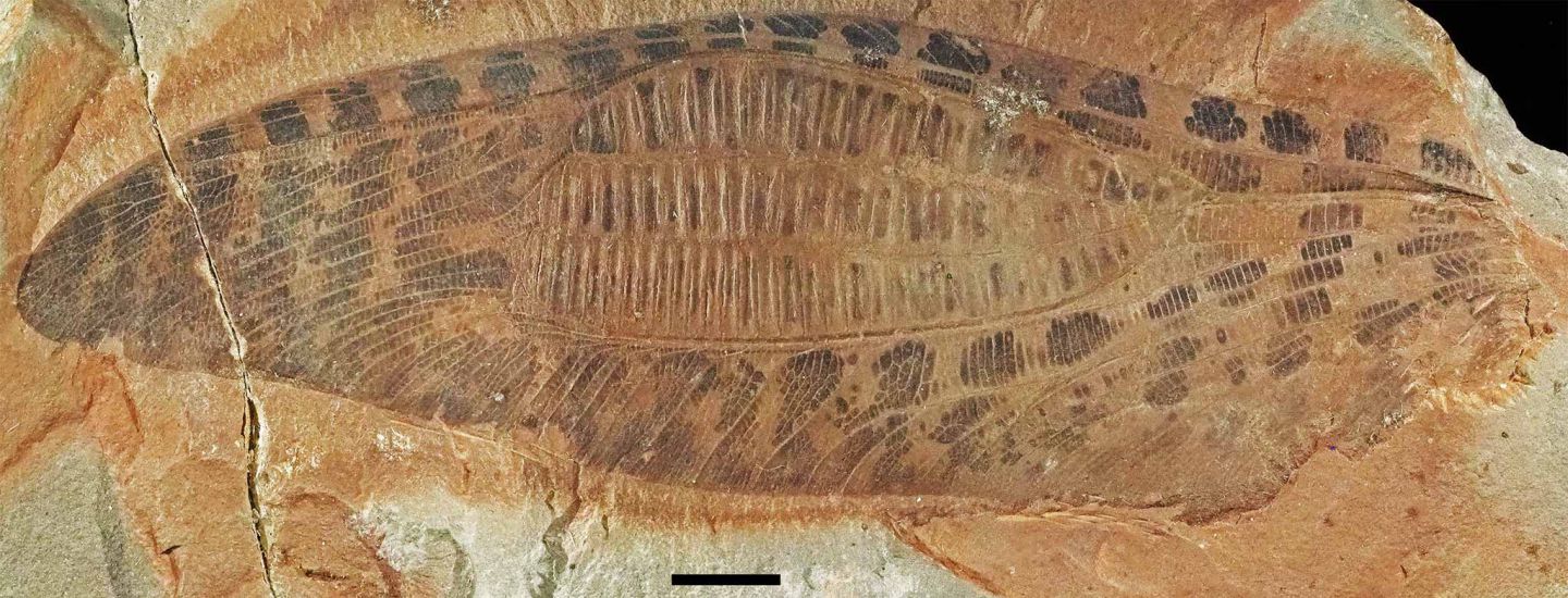 La communication des insectes est ancestrale - Le Monde des Animaux