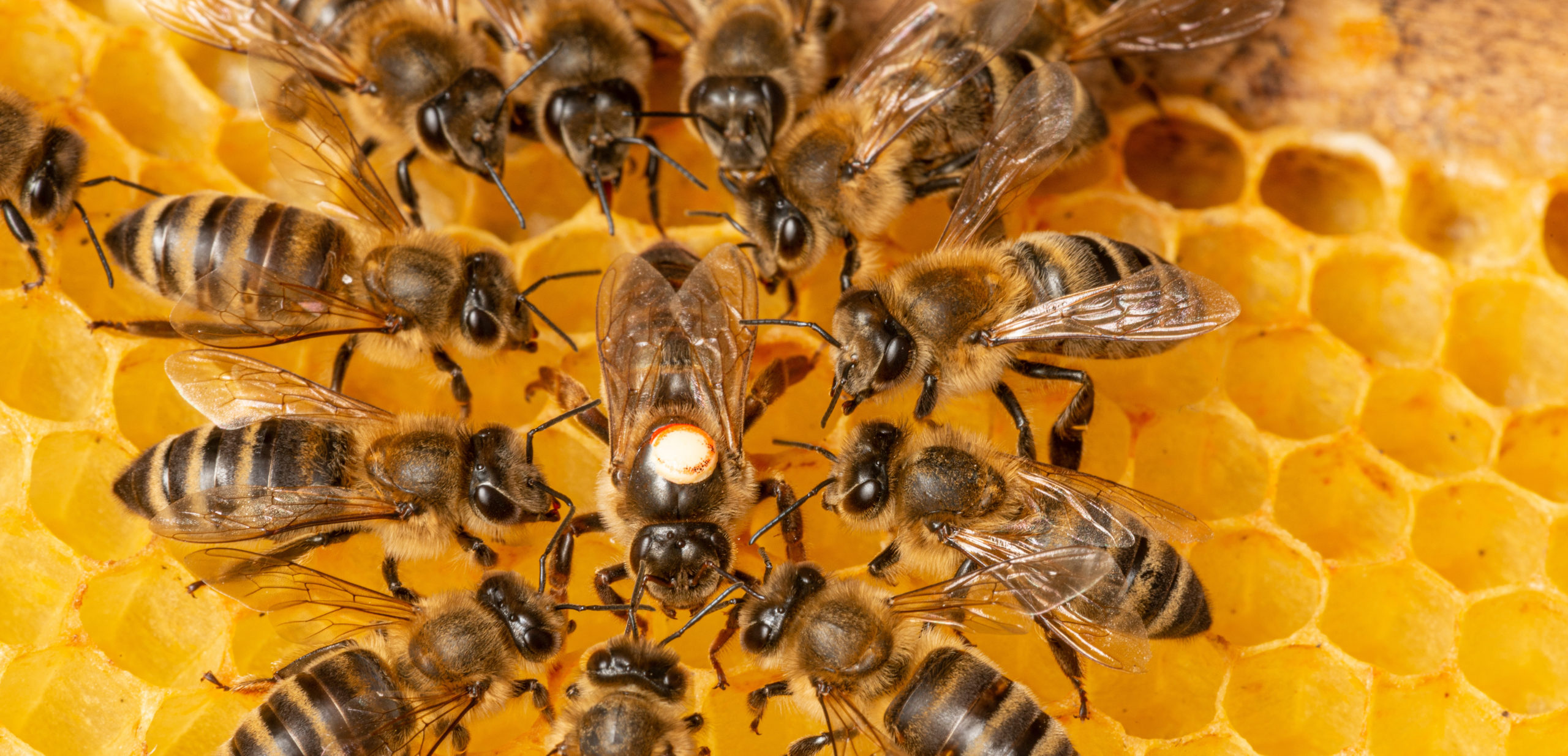 Beebee шампунь детский. Карамелька. Bee go. Европейская пчела. Bee go.