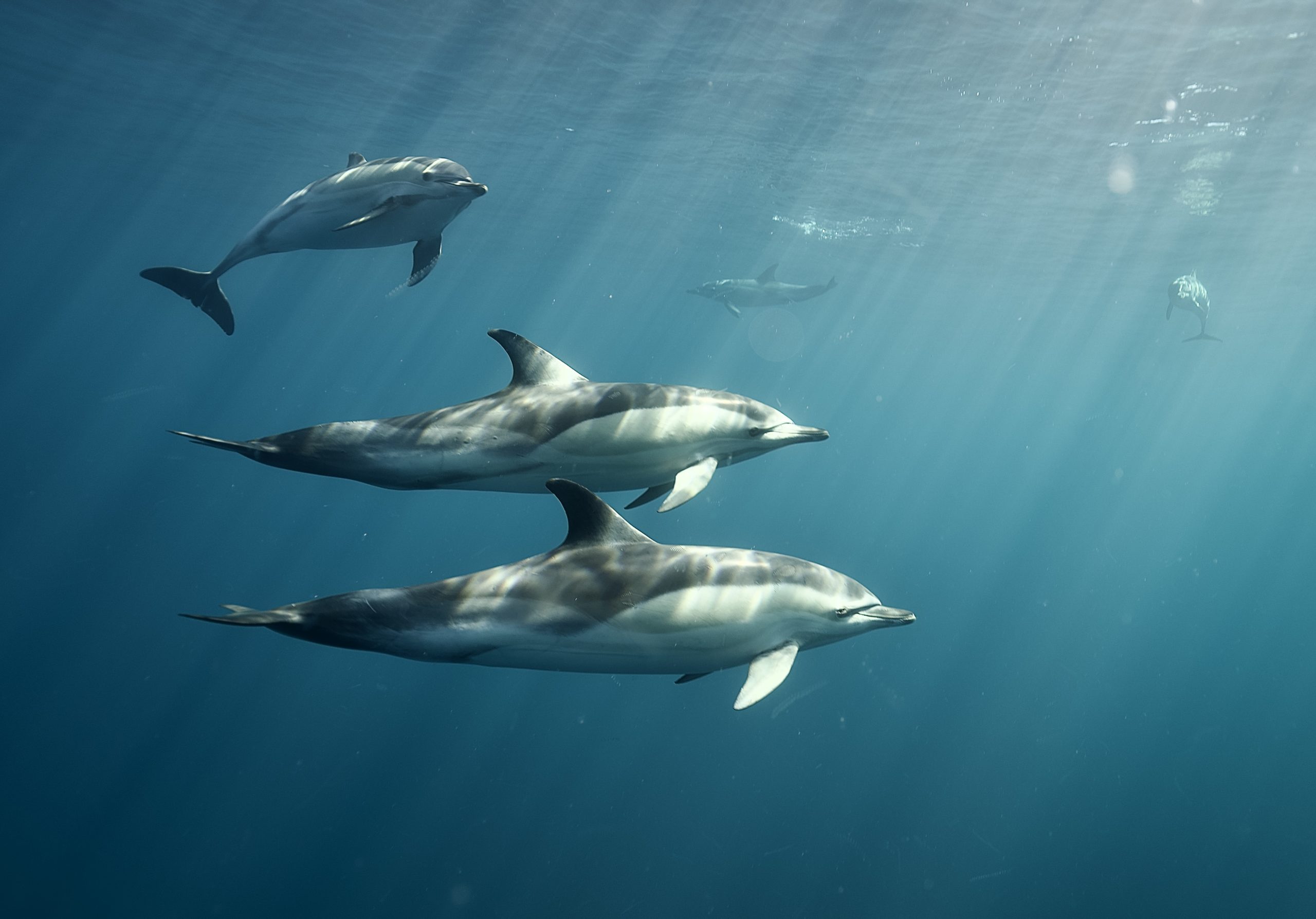 Rencontre avec les cétacés - Le Monde des Animaux