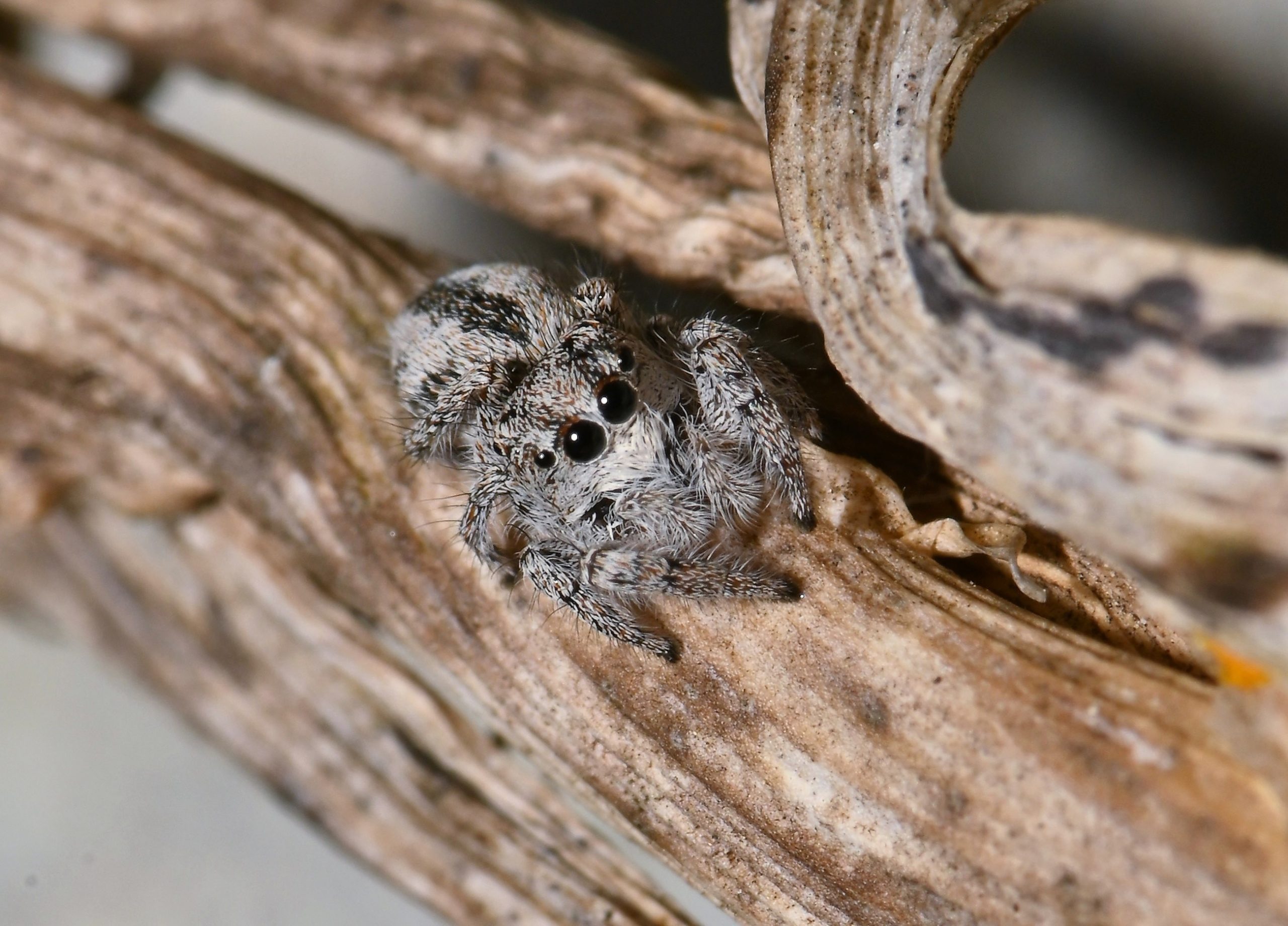 170 espèces d'araignées menacées en France - Le Monde des Animaux