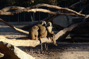 Babouins de Guinée (Papio papio) de la station de Primatologie de Rousset.