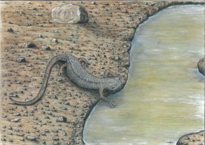 Reconstitution paléoartistique de Koalliella, une salamandridée éteinte du Crétacé supérieur de France, se rafraîchissant dans une flaque d’eau formée dans une empreinte de dinosaure. Reconstitution réalisée par Olivier Jansen, co-premier auteur de l’étude (©: O. Jansen 2026).